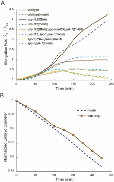 Figure 2. Comparisons between model predictions and experiments. (A) Model outputs agree well with measured elongation trajectories of wild type and different mutant embryos. (B) The predicted evolution of normalized embryo diameter beyond 1.3-fold elongation also compares favourably with experimental observations.